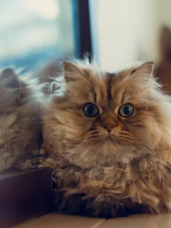  benjamin torode, лежа, ben torode, отражение, кошка, зеркало, daisy