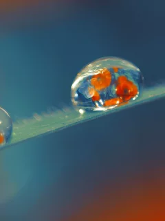 стебель, мак, drop, обои, фон, wallpaper, макро, роса, poppy, капли