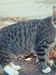 осень, кот, глаза, cat, кошка, коте