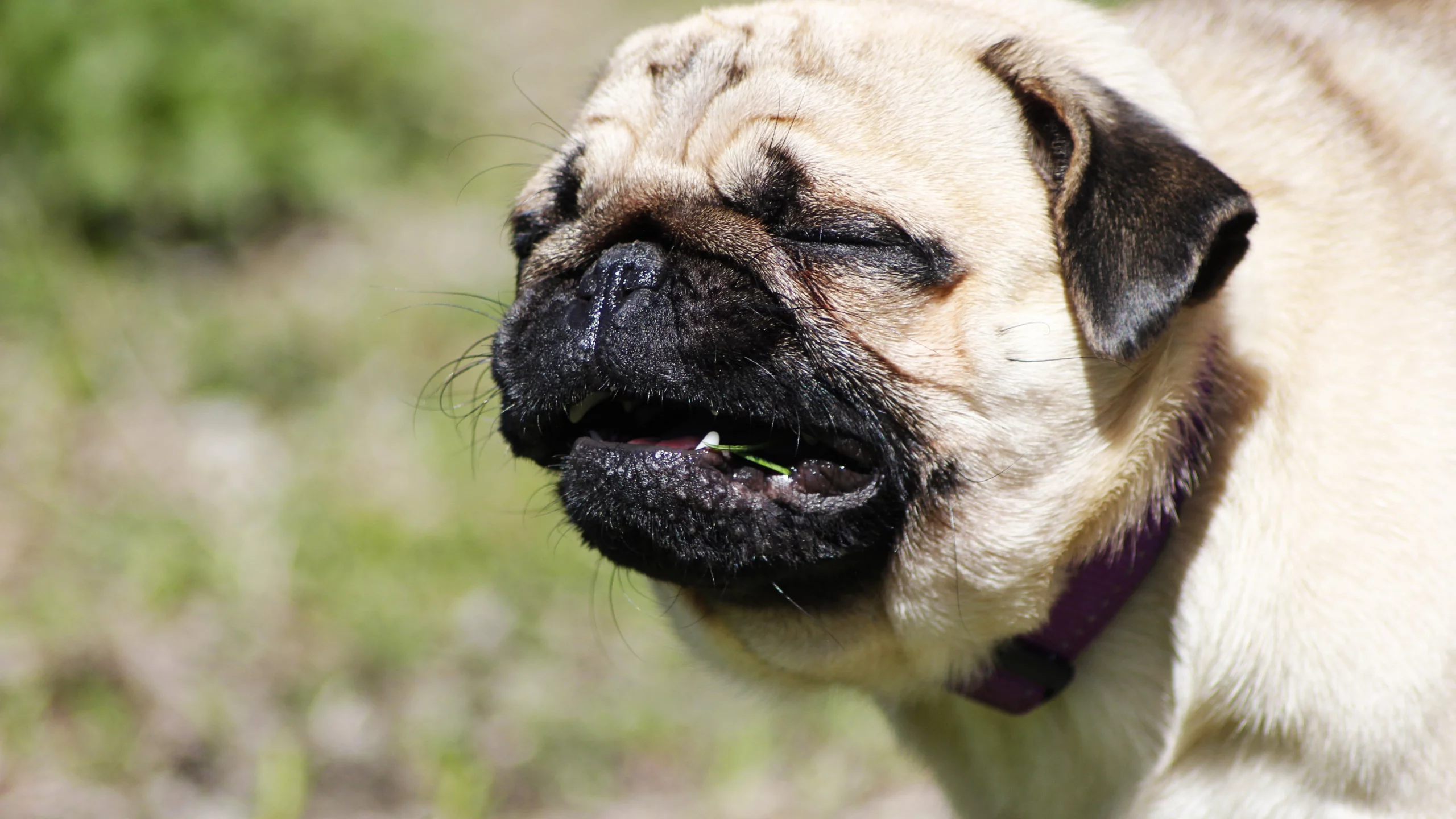 собака, зелень, мопс, радость, pug, трава, лето, dog
