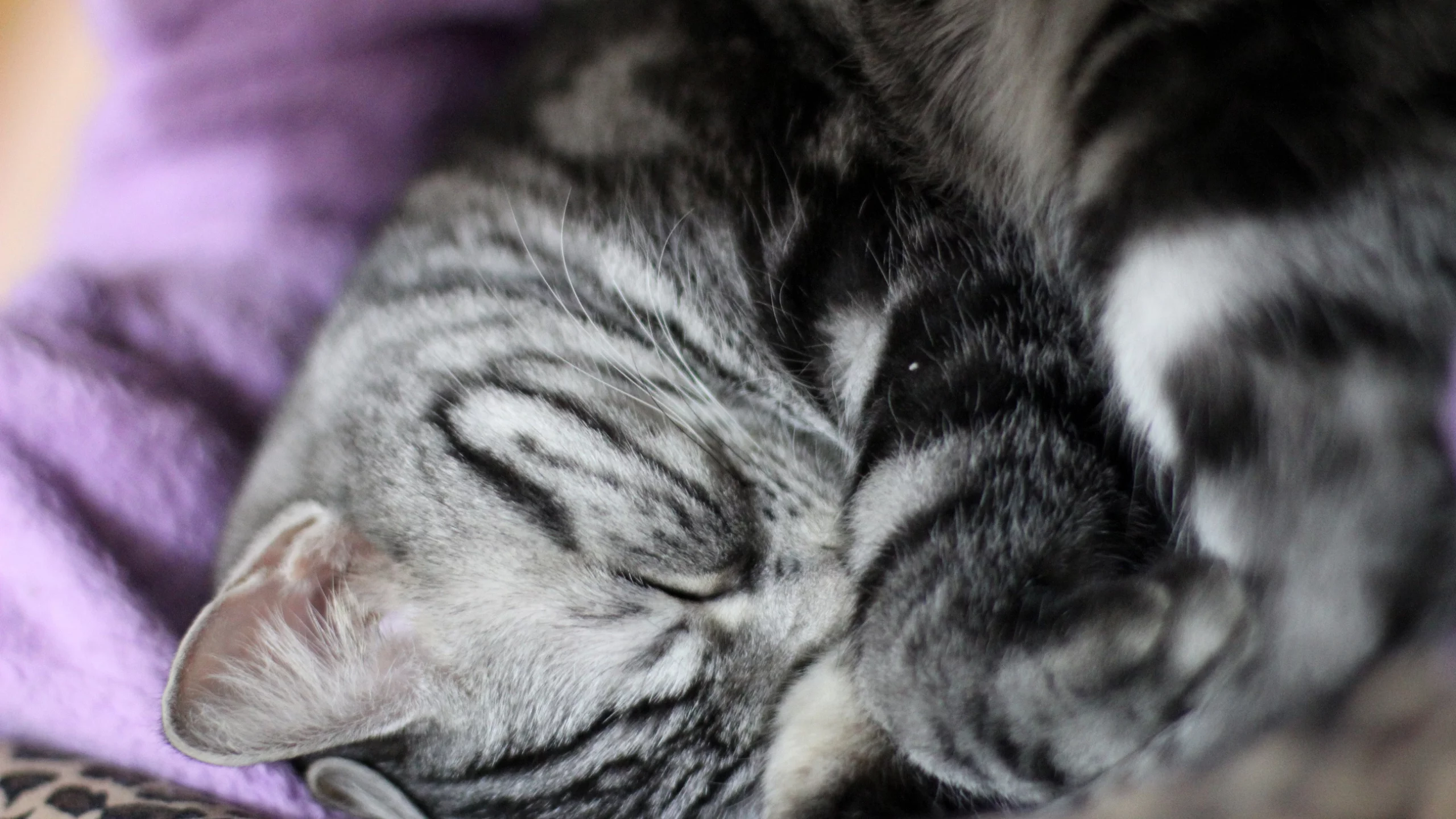 cute, sleep, cat