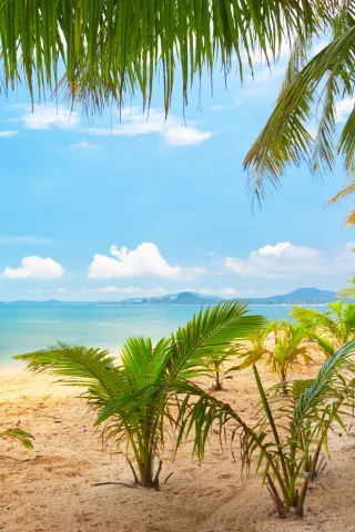 palm trees, sea, clouds, tropical beach, sand, beautiful , sky, landscape, nature, tropical