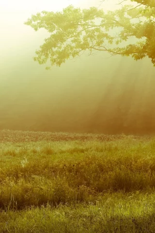 leaves, листья, дерево, листочки, деревья, природа, пейзаж