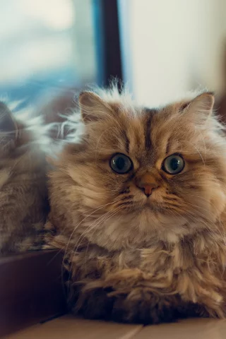  benjamin torode, лежа, ben torode, отражение, кошка, зеркало, daisy