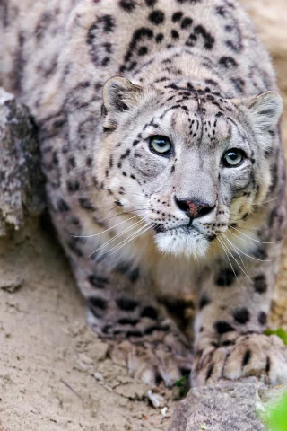 снежный барс, ctambako the jaguar, кошка, ирбис, морда, взгляд