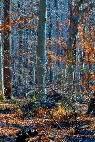 лес, деревья, осень