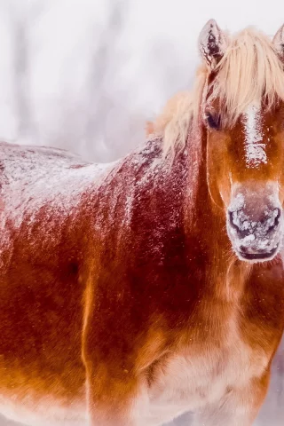 снег, природа, конь