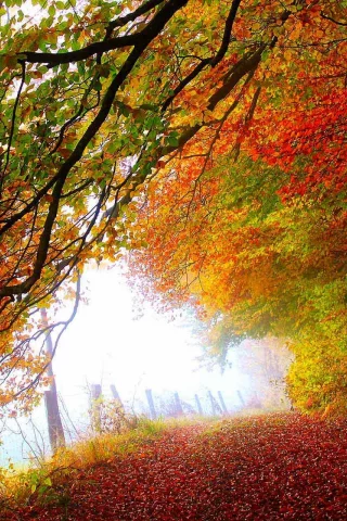 colorful, leaves, path, листья, walk, colors, trees, forest, autumn, road, nature, fall, park