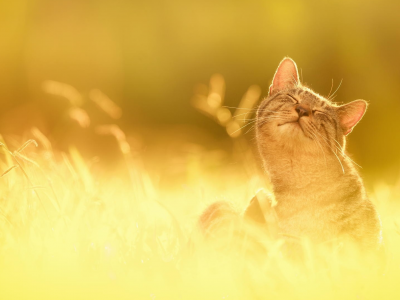солнце, природа, трава, счастье, кот