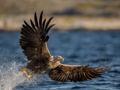 орлан-белохвост, вода, крылья, брызги, птица, хищник