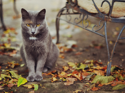 листья, кошка, улица
