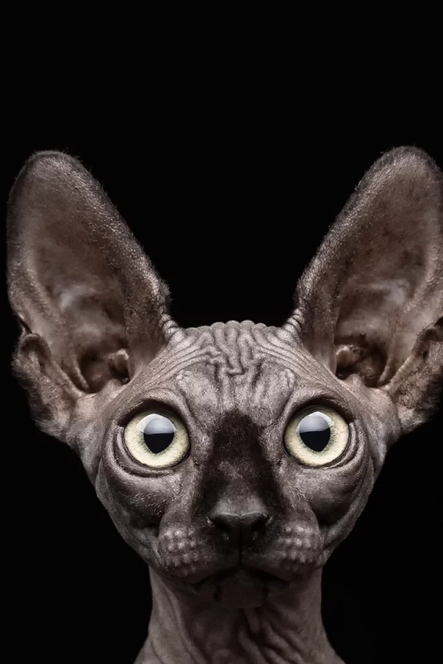 чёрный фон, кот, сфинкс