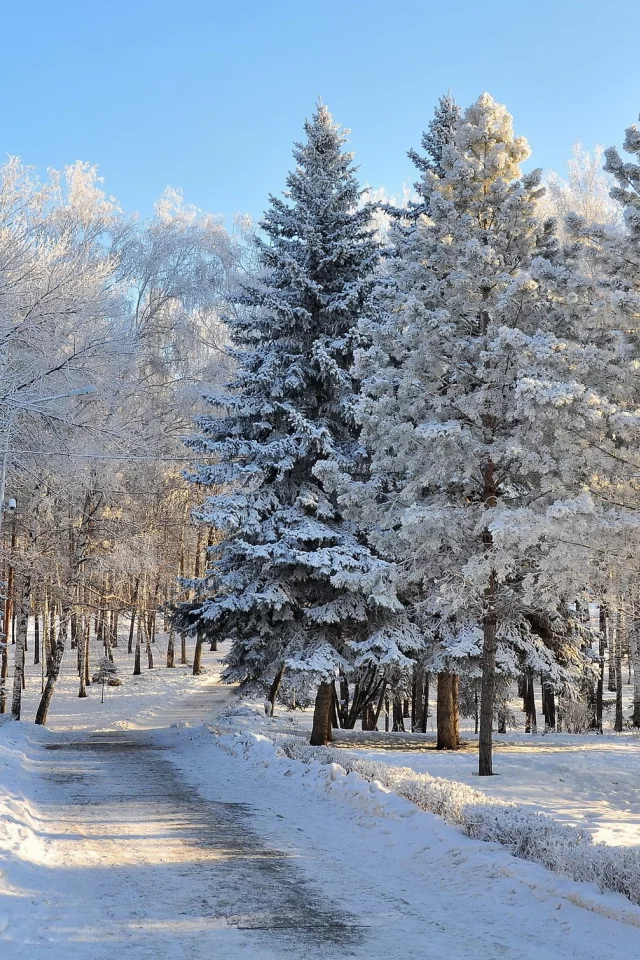 зима, дорога, лес, снег