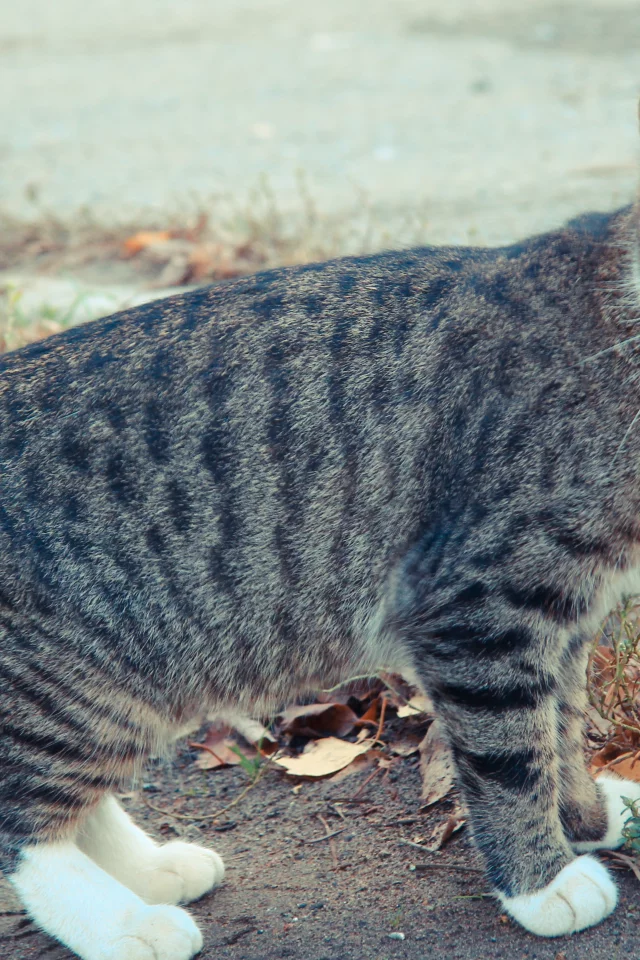 осень, кот, глаза, cat, кошка, коте