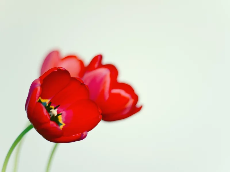 poppy, цветы, цветочек, фон, черный, красный, мак, белый