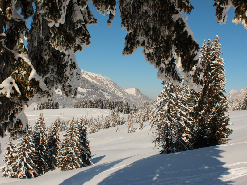 зима, швейцария, ель, деревья, lucerne, фото, снег, природа