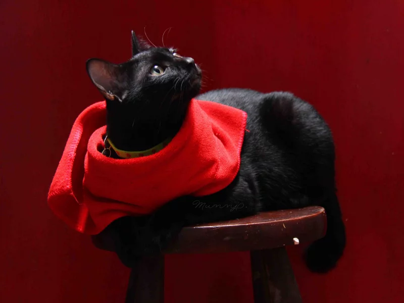 фон, салфетка, черный, кот, кошка, табурет