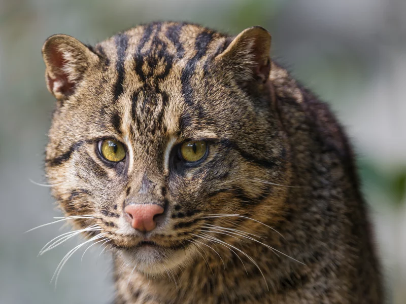 кот, взгляд, кошка, рыболов, кот рыболов, fishing cat, морда