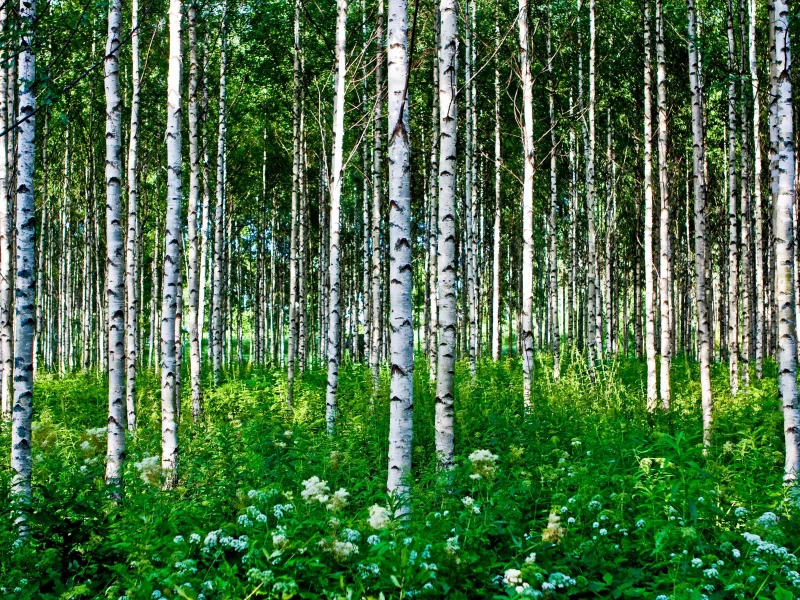 лето, цветы, березы, деревья, лес, трава
