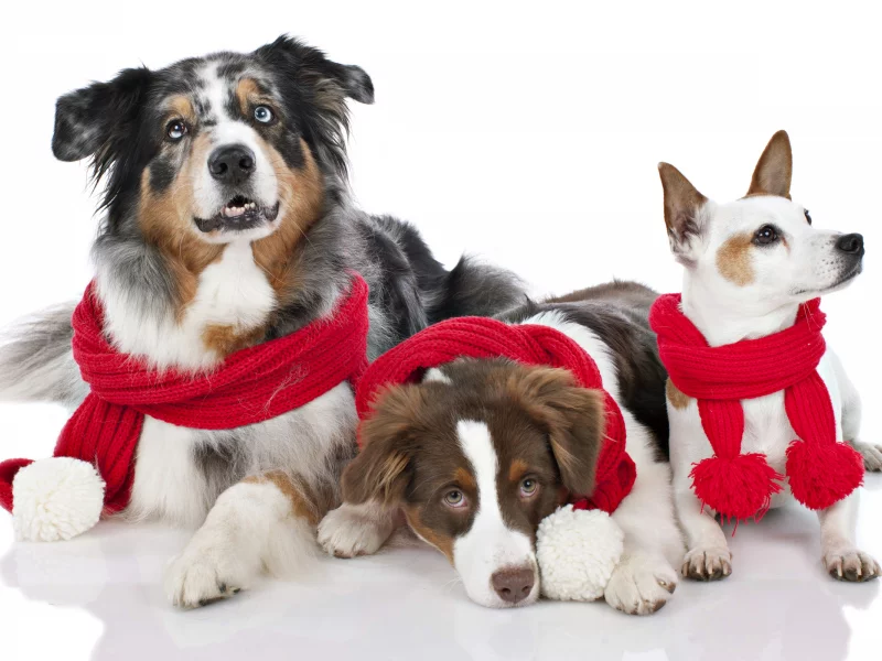 рождество, новый год, dogs, new year, праздник, christmas