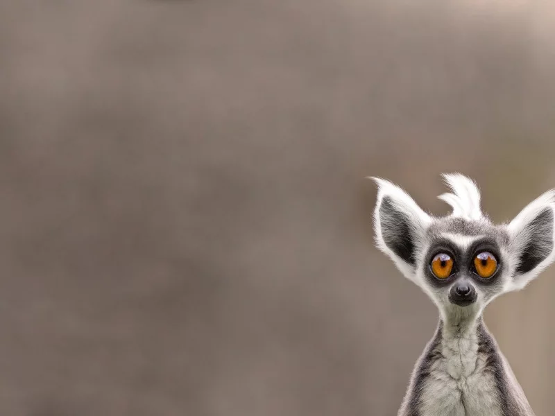 lemur, лемур, морда, животное