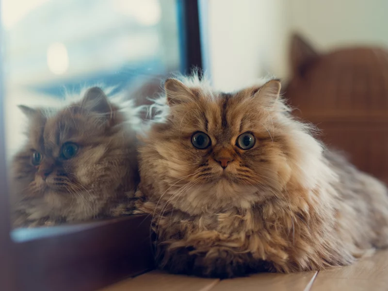  benjamin torode, лежа, ben torode, отражение, кошка, зеркало, daisy