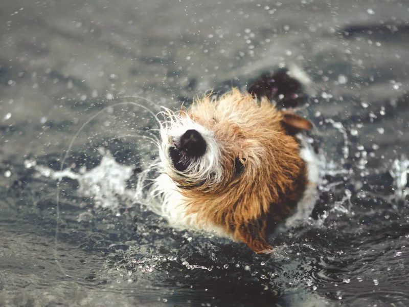 вода, брызги, собака