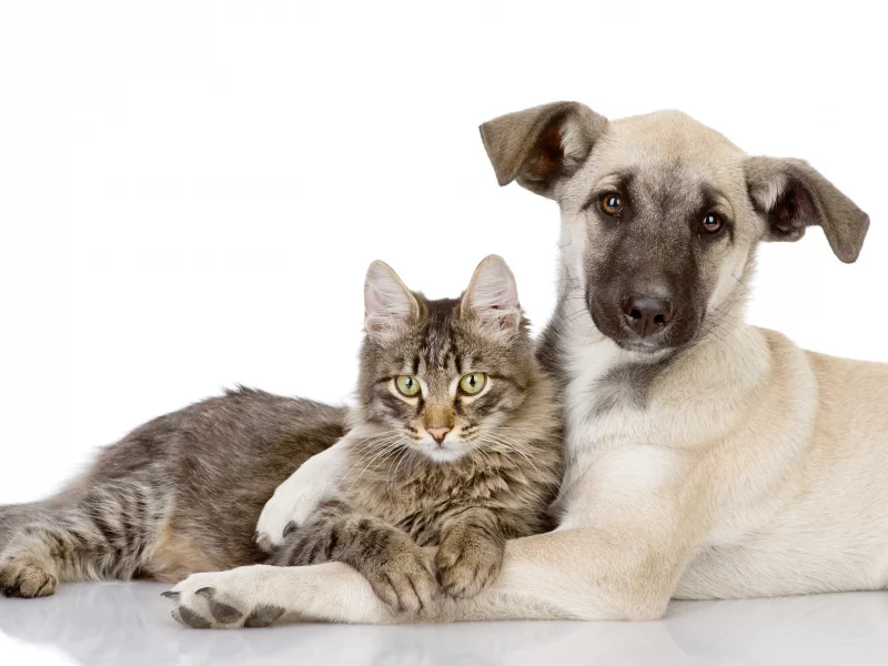 embraces, собака, cat, кошка, friends , love, друзья, dog, together, puppy, kitten