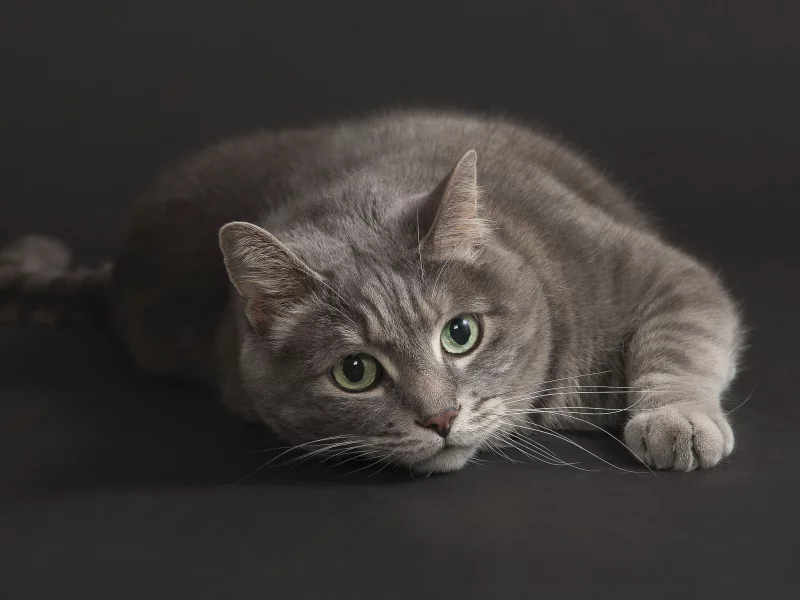 взгляд, котэ, кот