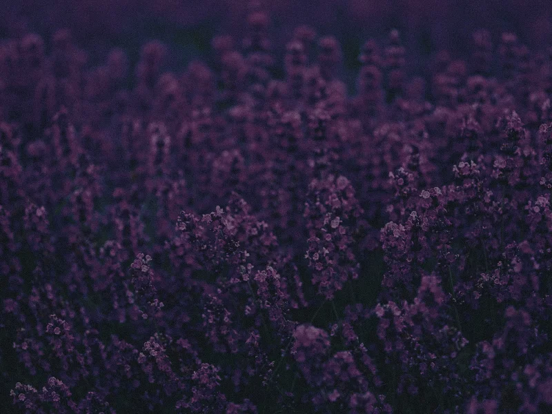 Purple, светы, текстура