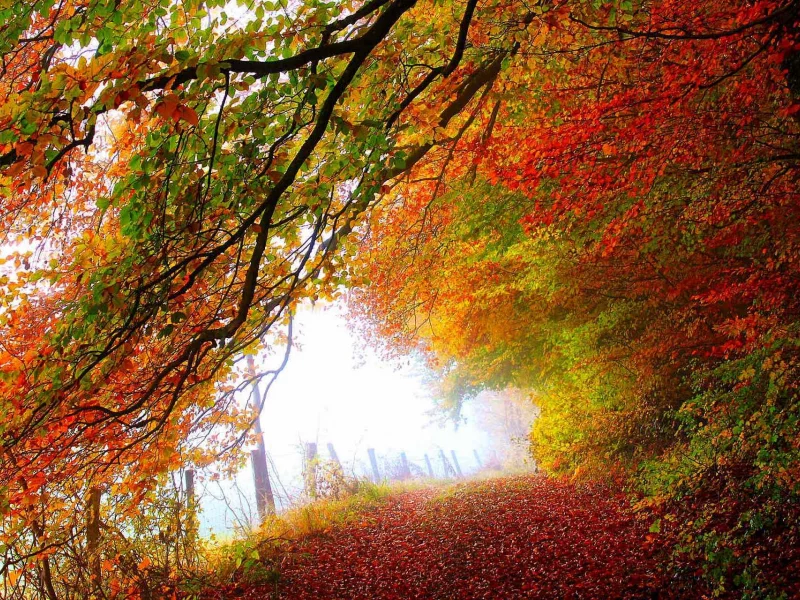 colorful, leaves, path, листья, walk, colors, trees, forest, autumn, road, nature, fall, park