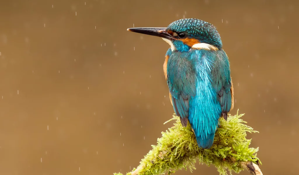 kingfisher, птица, alcedo atthis, капли, обыкновенный зимородок