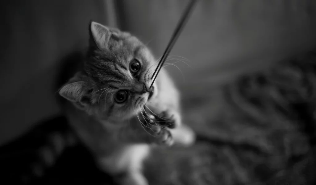 кот, котёнок, лапки, усы, нитка, кошка, котенок
