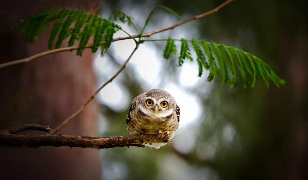 сова, сыч, листья, owl, взгляд, дерево, природа, bird, ветка