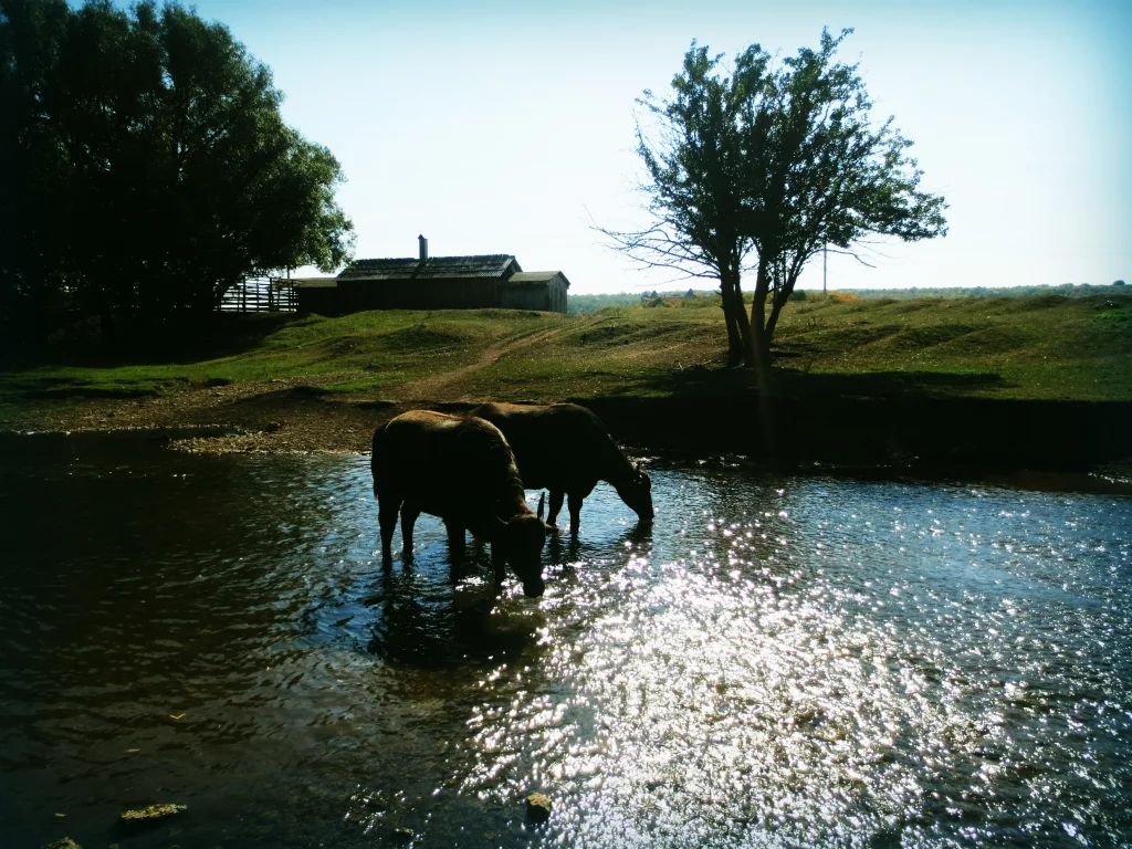Вода, животные