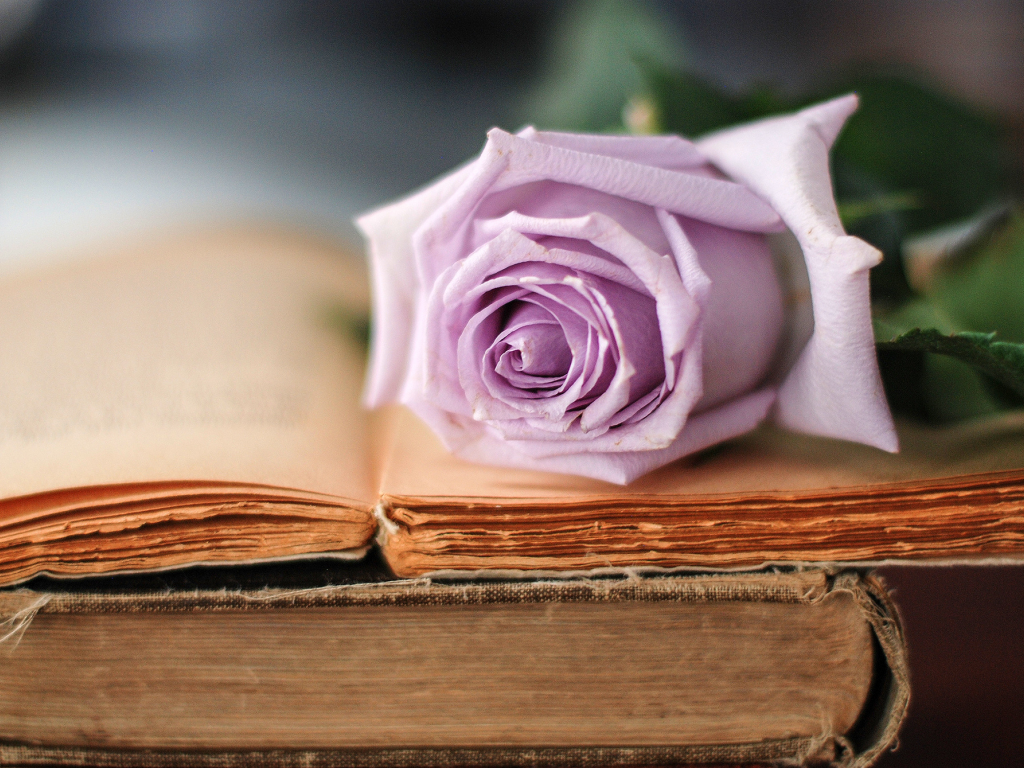 сиреневый, цветок, роза, старые, книги, лепестки