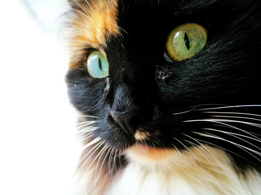 кошка, красавица
