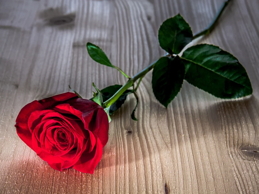 flower, цветок, цветочек, красная роза, фон, цветы, листья