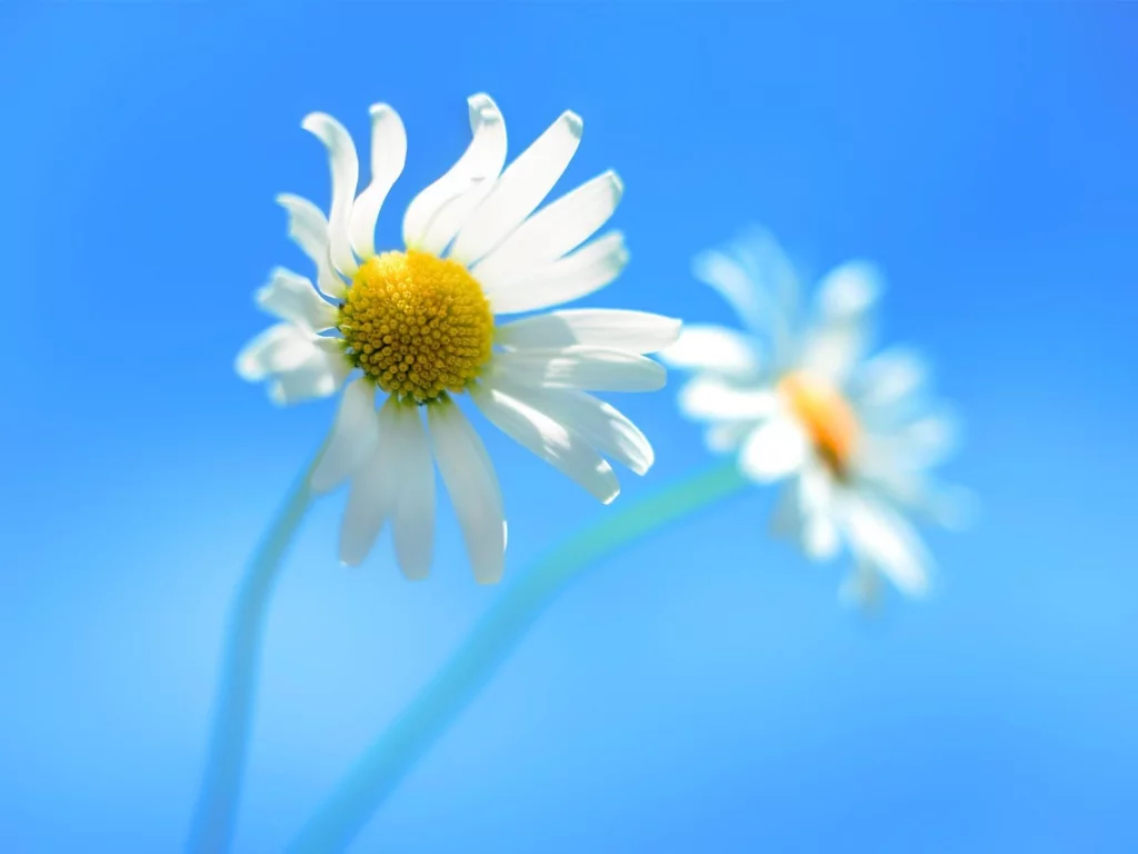 ромашки, цветы, windows_8