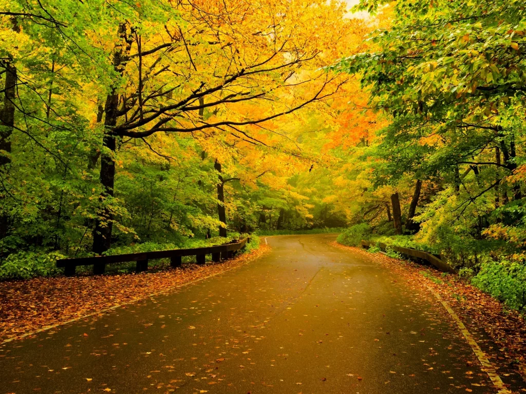 walk, forest, fall, autumn, path, trees, colors, leaves, nature, road, листья, colorful