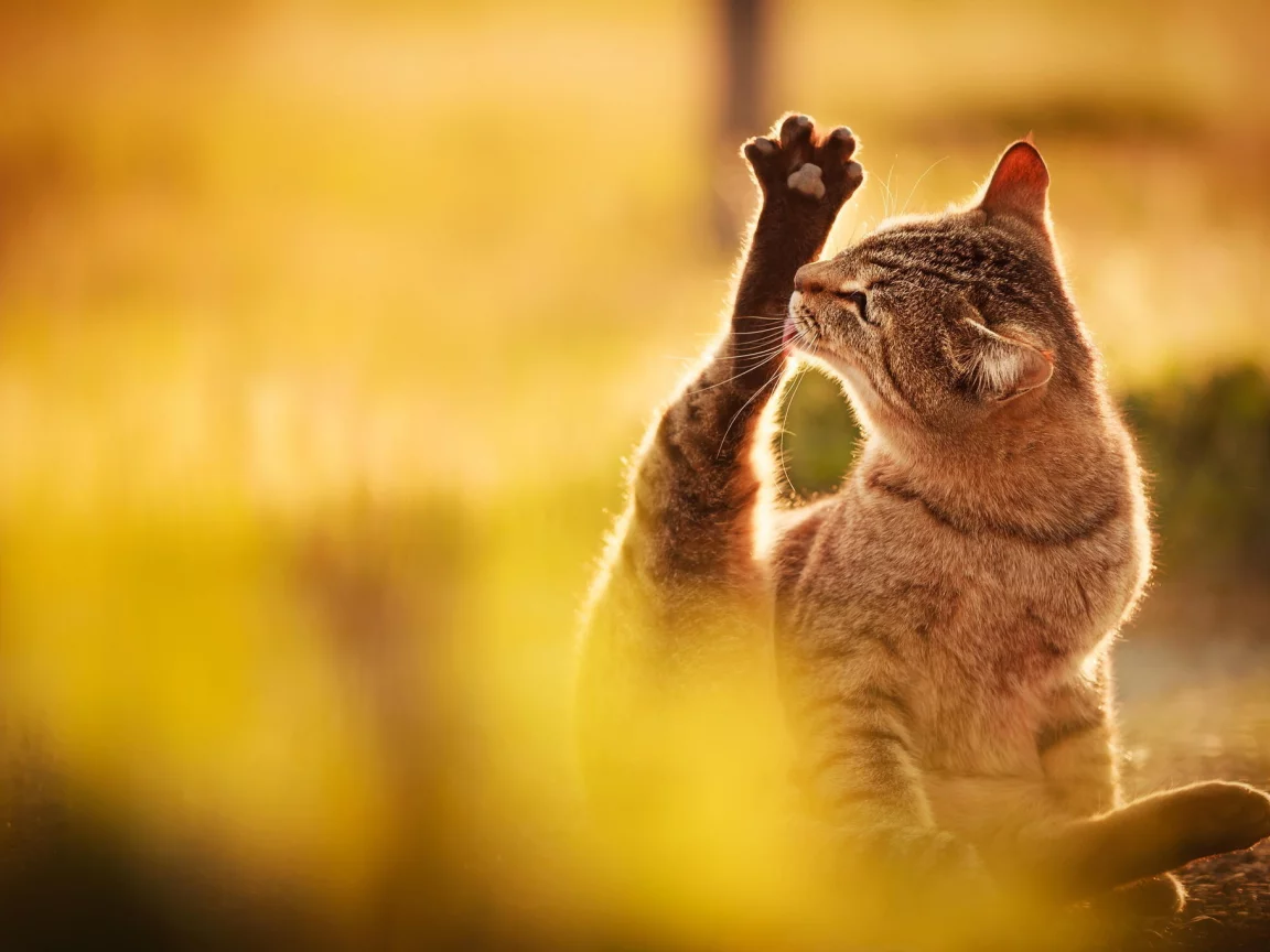 кот, природа, свет, облизывает, сидит, лапа, кошка, серый