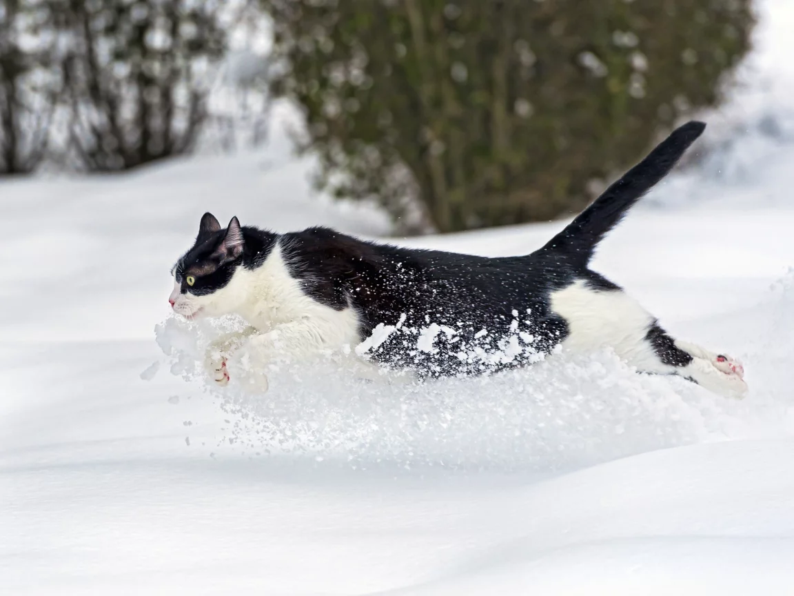 кошка, кот, бежит, зима, снег, ctambako the jaguar