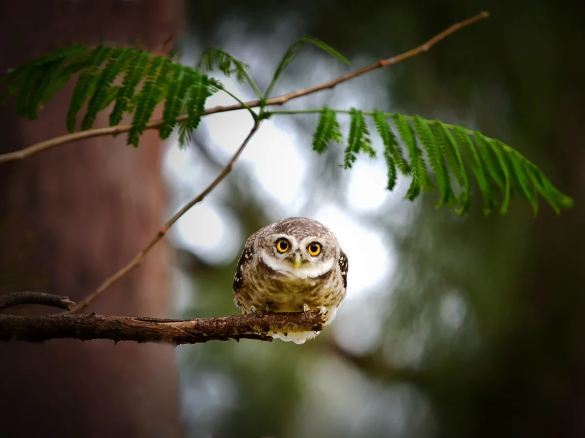 сова, сыч, листья, owl, взгляд, дерево, природа, bird, ветка