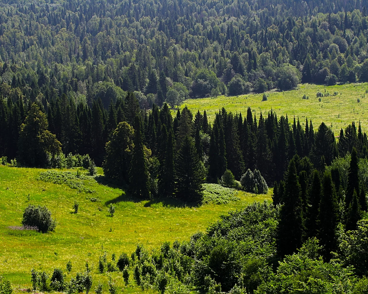 урал, даль, лес, зелень, деревья