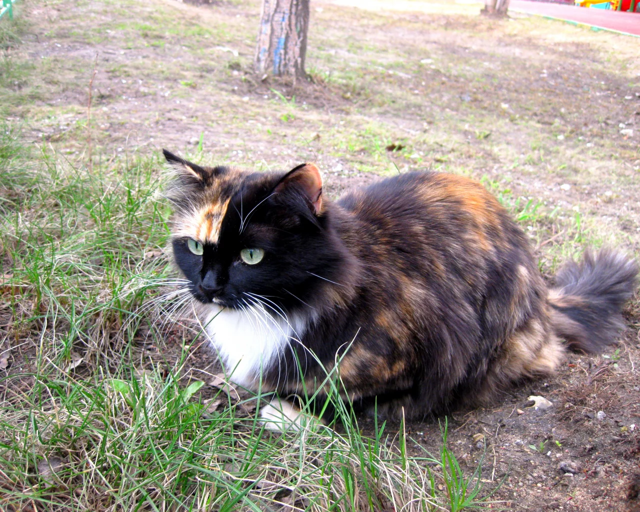 кошка, красавица