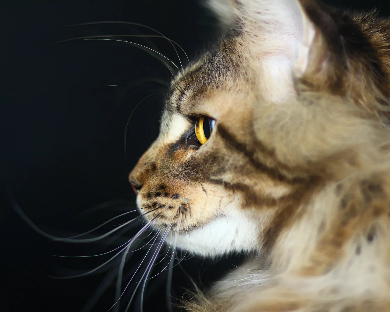 хищник, котик, мейн-кун, кот