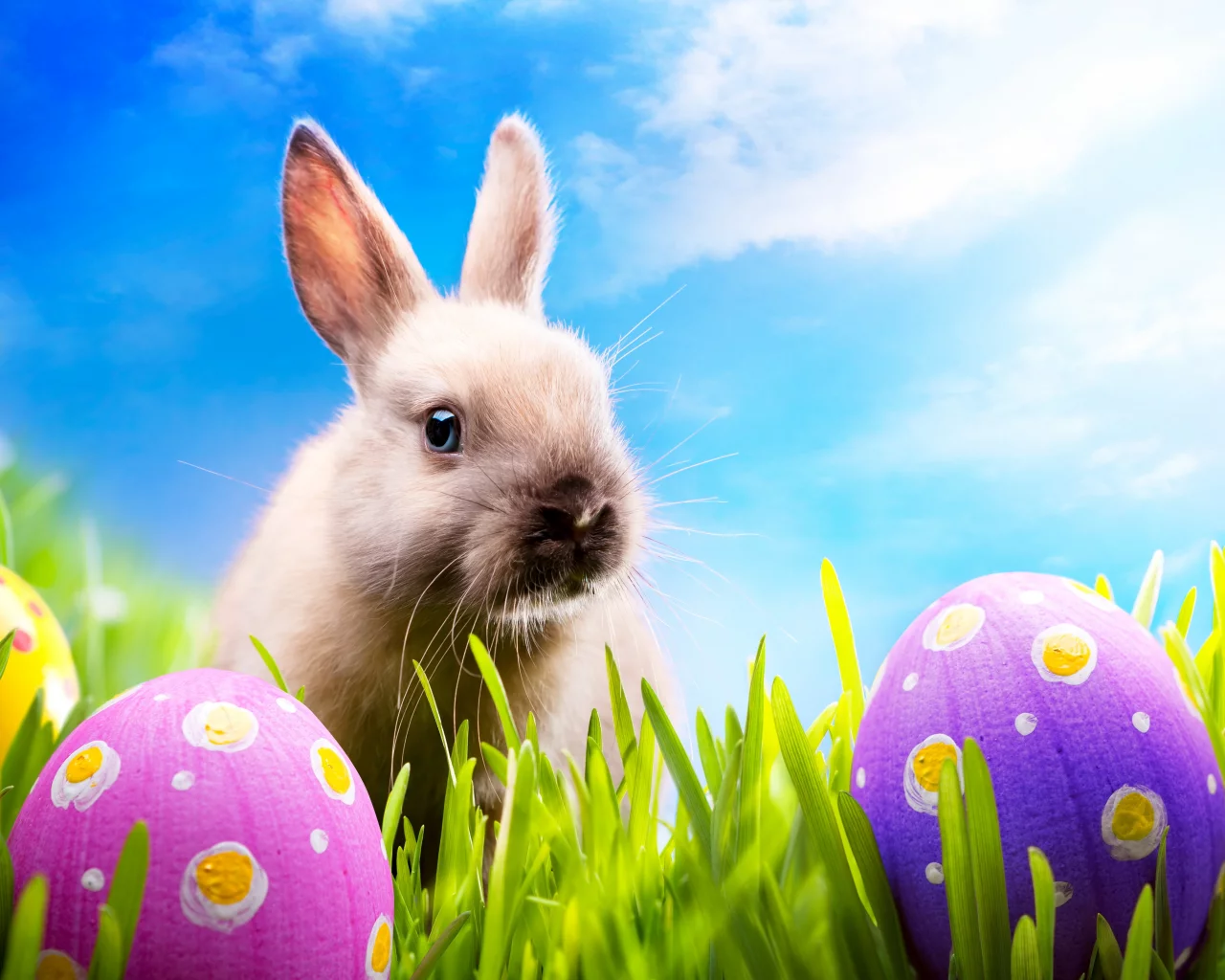 blue sky, spring, meadow, пасха, easter, кролик, rabbit, grass, sunshine, eggs, bunny