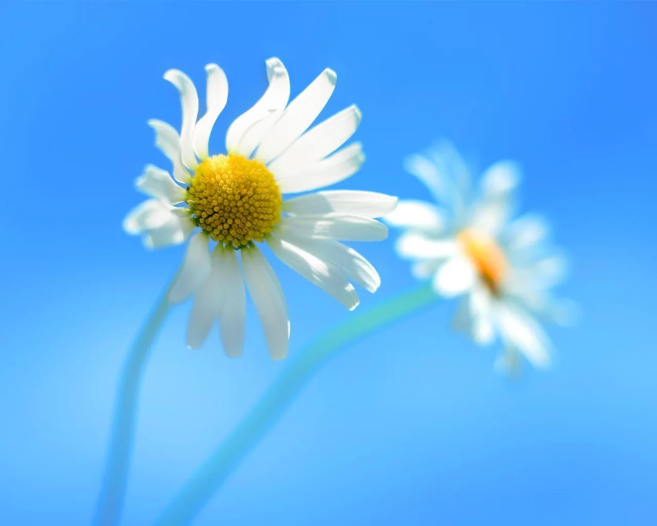 ромашки, цветы, windows_8