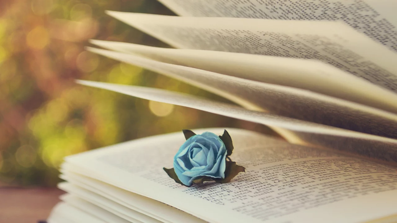  боке, страницы, текст, голубая, книга, роза