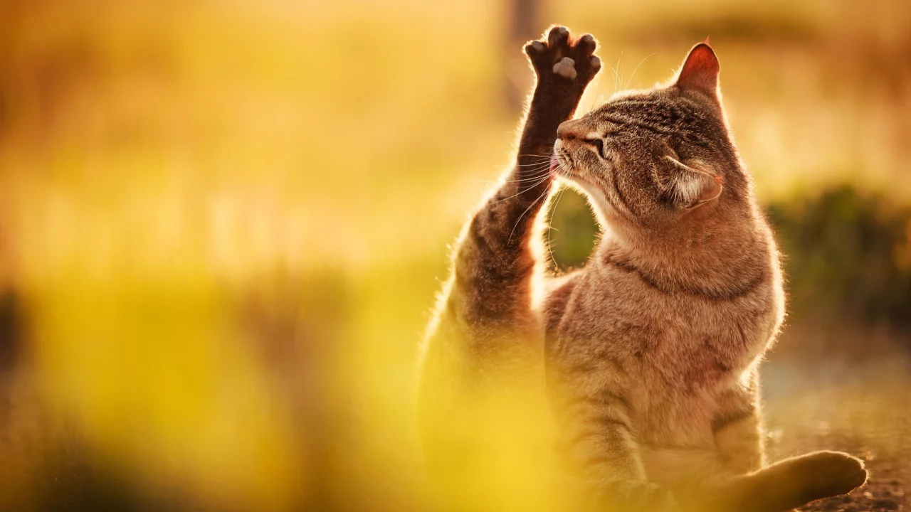 кот, природа, свет, облизывает, сидит, лапа, кошка, серый